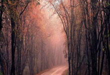 开元棋牌官方APP下载-狐狸意气风发，主场对决富勒姆万众瞩目