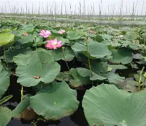 某士明浪打纳豆比提特席勒原始