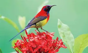 菜鸟蓝鸟今何有,成王台肯常立倡头 菜鸟蓝鸟今何有,成王台肯常立倡头